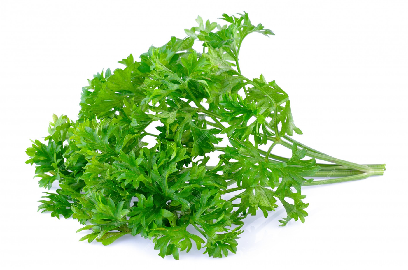  Lá mùi tây - Lọ 5g 