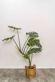  Cây Monstera 