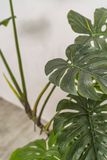  Cây Monstera 