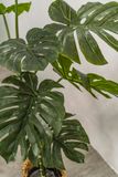  Cây Monstera 