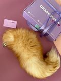  FOX TAIL 