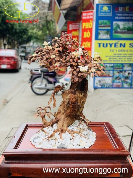 Bonsai cây gỗ sưa