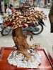 Bonsai cây gỗ sưa