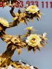 Bonsai Hoa Phù Dung Ngà Voi Gỗ Hoàng Đàn