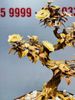 Bonsai Hoa Phù Dung Ngà Voi Gỗ Hoàng Đàn