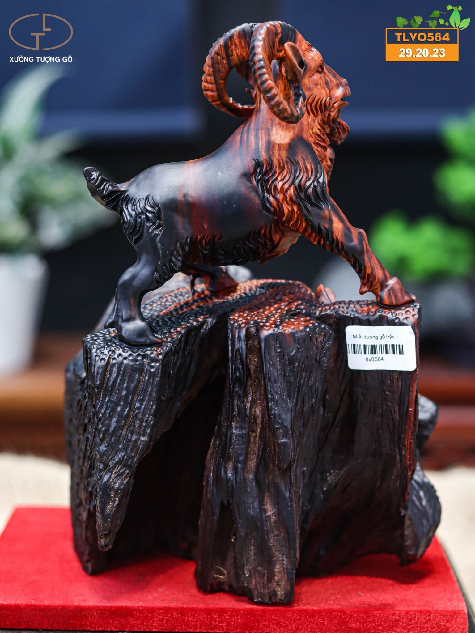 Nhất dương gỗ trắc