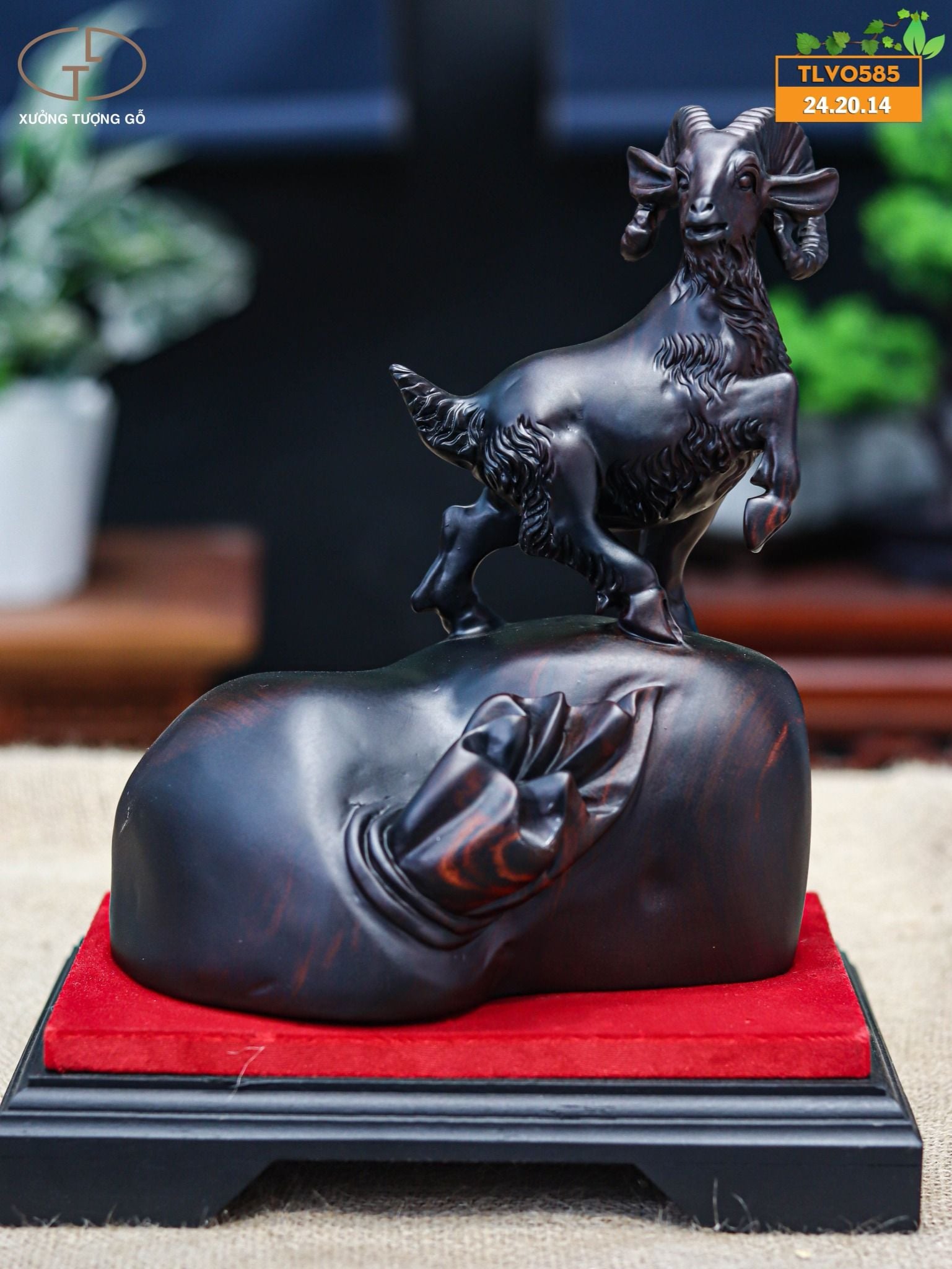 Nhất dương gỗ trắc đen