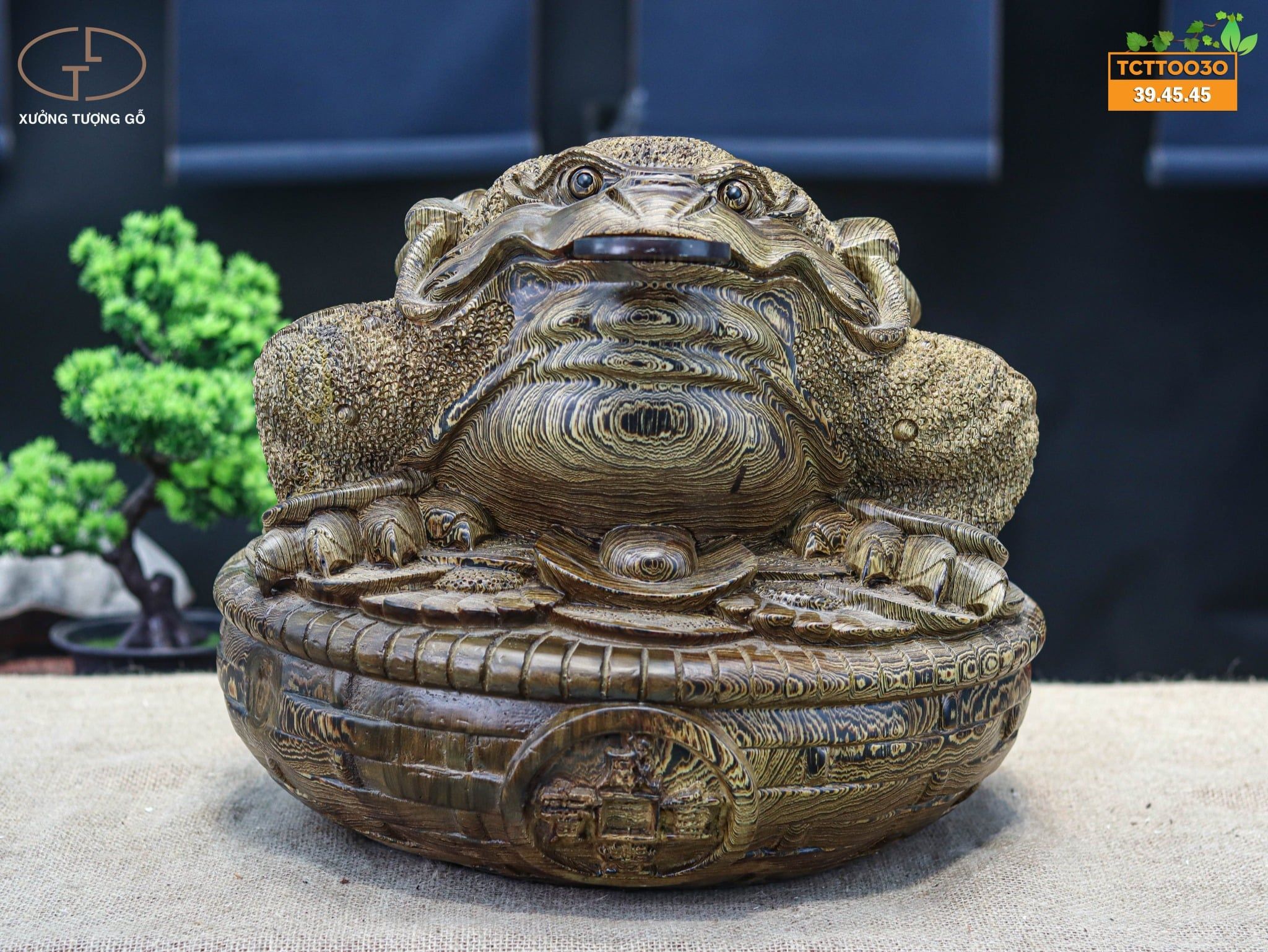 Thiềm thừ mun đuôi công