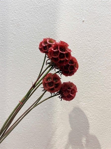 Scabiosa khô màu đỏ
