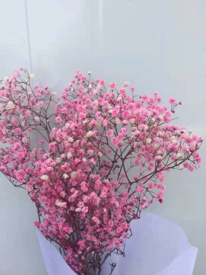 Hoa bi tẩy nhuộm màu - hồng