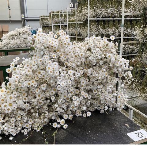 Cúc Rhodanthe - trắng