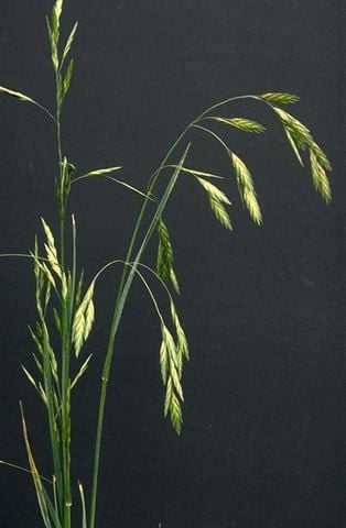Cỏ Bromus (Chasmanthium Latifolium) khô tự nhiên