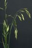 Cỏ Bromus (Chasmanthium Latifolium) khô tự nhiên