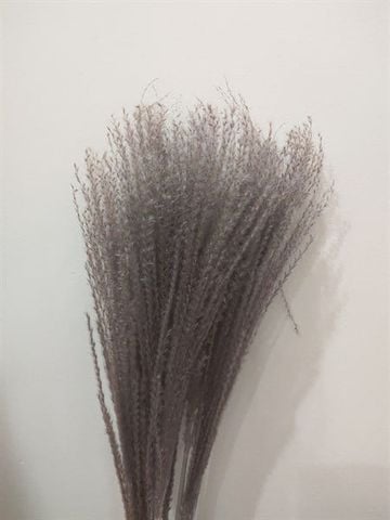 Cỏ lau đuôi phụng mini