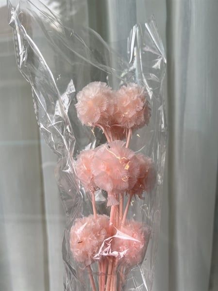 Scabiosa preserved màu hồng