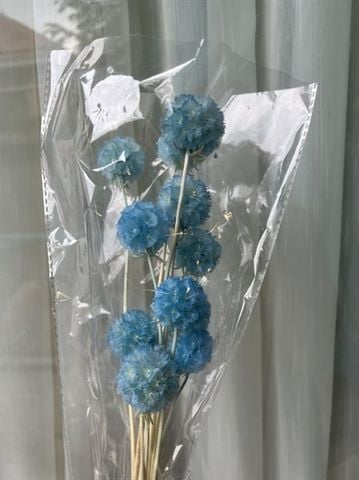 Scabiosa preserved màu xanh biển