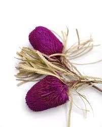 Banksia hookeriana (lá nhỏ)-hồng