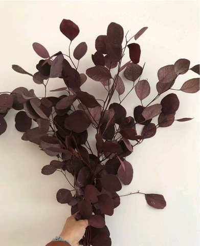 Lá đô la preserved-đỏ bordeaux (bó) (Eucalyptus populus)