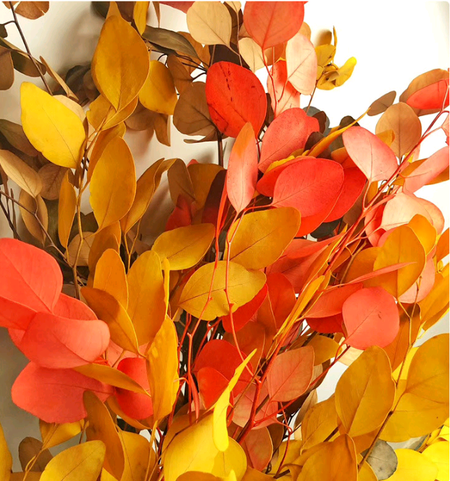 Lá đô la preserved-nhiều màu (bó) (Eucalyptus populus)