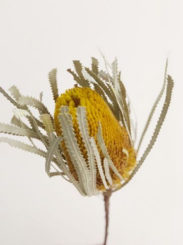 Banksia hookeriana (lá nhỏ)-vàng