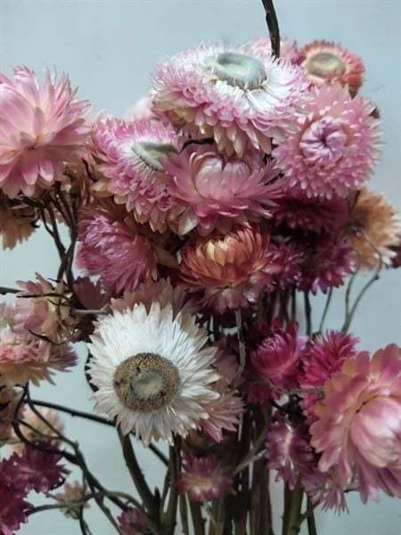 Cúc bất tử TQ nguyên cành - màu hồng