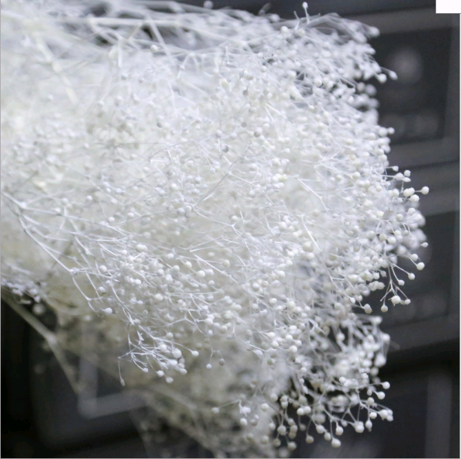 Hoa ngàn sao Broom Bloom - trắng
