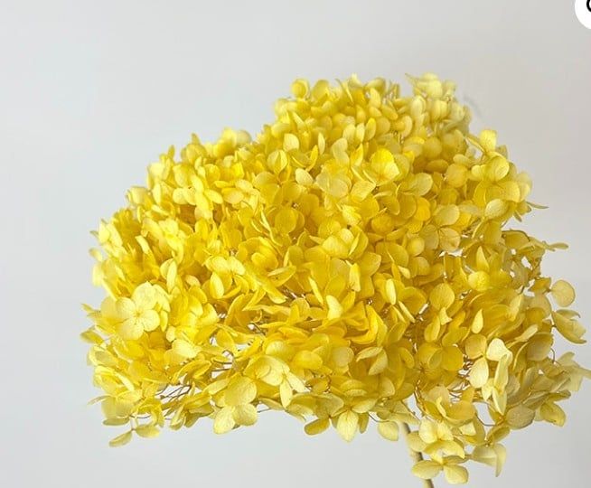 Tú cầu preserved màu vàng