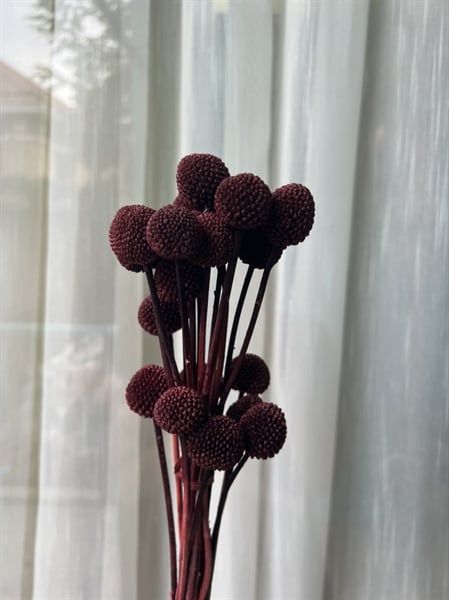 Billy ướp TQ màu đỏ các tone