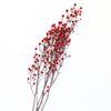 Hoa Stirlingia - đỏ