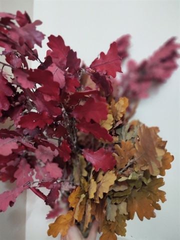 Lá sồi mùa thu (Cành)