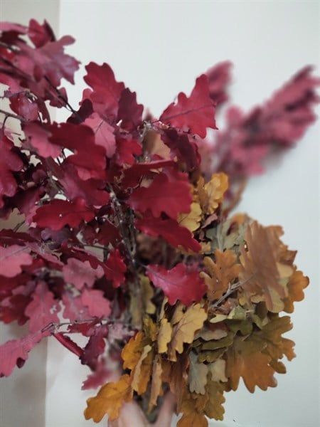 Lá sồi mùa thu (Cành)