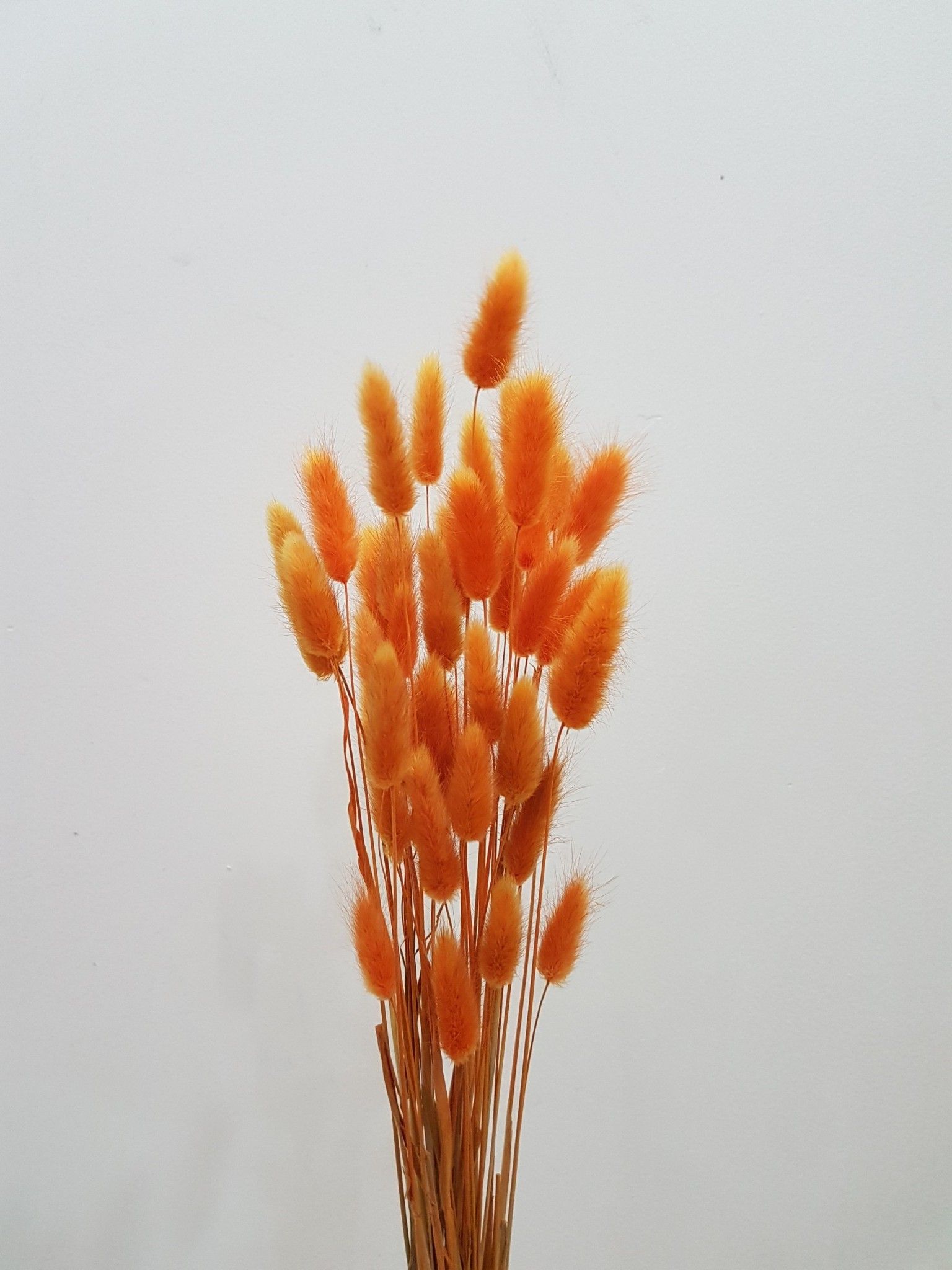 Đuôi thỏ TQ- màu cam