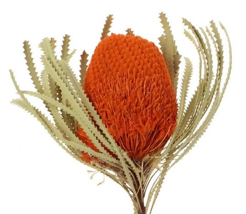 Banksia hookeriana (lá nhỏ)-cam