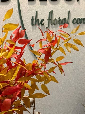 Lá chanh ý mùa thu