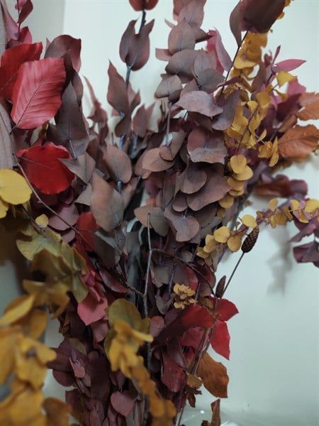 Lá bạc đối xứng mùa thu