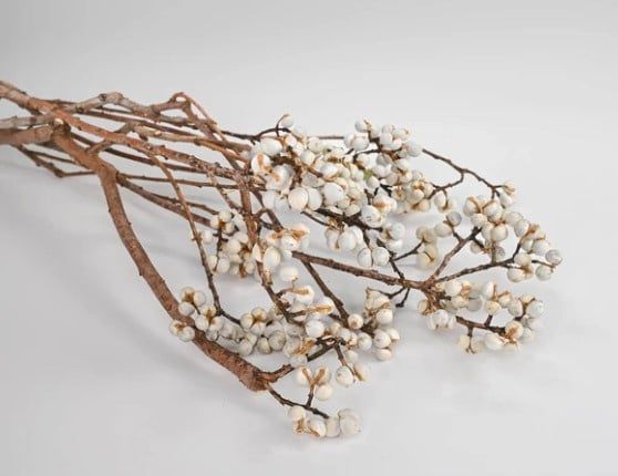 Tallow Berries cành cao