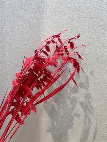 Cỏ tứ giác Bromus nhuộm - nhiều màu