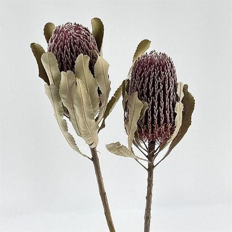 Banksia Menziessii