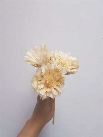 Protea sunflower-trắng