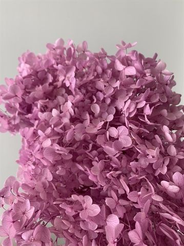 Tú cầu cành preserved - Hồng tím đậm/ nhạt