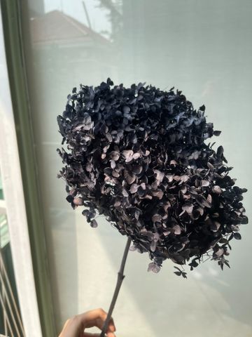 Tú cầu cành preserved - đen