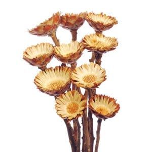 Protea compacta-nhiều màu