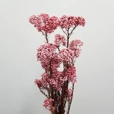 Hoa gạo- màu hồng nhạt