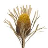 Banksia hookeriana -vàng