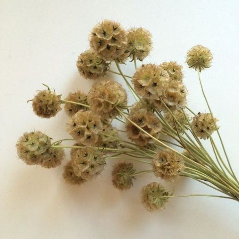 Scabiosa- màu tự nhiên