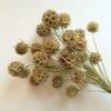 Scabiosa- màu tự nhiên