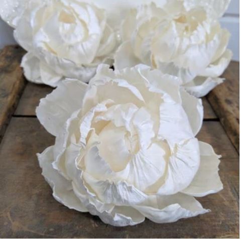 Sola Peony 8-9cm - bông trắng nhuỵ trắng