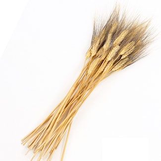 Đại mạch râu Hà Lan- râu đen- XL