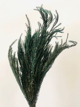 Lá thông tuyết tùng