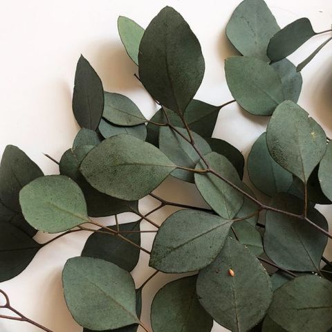 Lá đô la preserved-xanh lá (Eucalyptus populus )